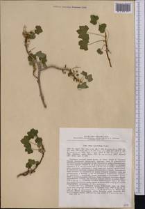 Ribes malvifolium Pojarkova, Middle Asia, Pamir & Pamiro-Alai (M2) (Tajikistan)