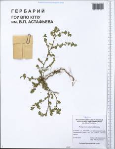 Polygonum arenastrum subsp. calcatum (Lindm.) Wissk., Siberia, Central Siberia (S3) (Russia)