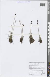 Juncus triglumis L., Siberia, Baikal & Transbaikal region (S4) (Russia)