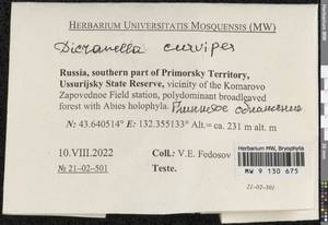 Dicranella curvipes (Lindb.) Ignatov, Bryophytes, Bryophytes - Russian Far East (excl. Chukotka & Kamchatka) (B20) (Russia)