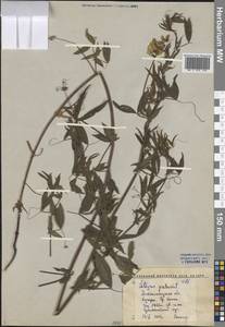 Lathyrus pratensis L., Middle Asia, Western Tian Shan & Karatau (M3) (Kyrgyzstan)