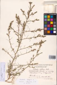Salsola collina Pall., Eastern Europe, Moscow region (E4a) (Russia)
