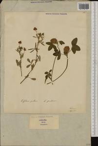 Trifolium patens Schreb., Western Europe (EUR) (Italy)