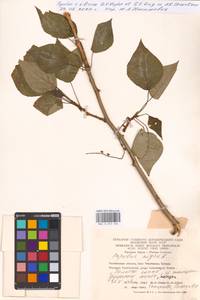 Populus tremuloides Michx., Eastern Europe, Eastern region (E10) (Russia)