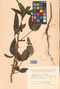 Glycine max (L.) Merr., Siberia, Russian Far East (S6) (Russia)