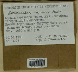 Lewinskya rupestris (Schleich. ex Schwägr.) F. Lara, Garilleti & Goffinet, Bryophytes, Bryophytes - North Caucasus & Ciscaucasia (B12) (Russia)