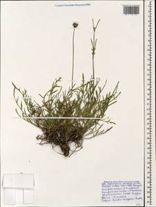 Cephalaria coriacea (Willd.) Roem. & Schult. ex Steud., Caucasus, Black Sea Shore (from Novorossiysk to Adler) (K3) (Russia)