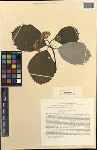 Sorbus pontica Zaik., Caucasus, Abkhazia (K4a) (Abkhazia)