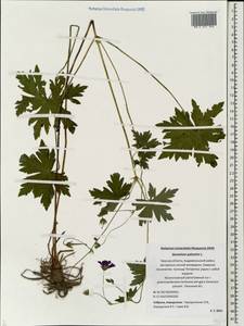 Geranium palustre L., Eastern Europe, North-Western region (E2) (Russia)