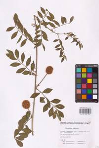 Glycyrrhiza echinata L., Eastern Europe, Middle Volga region (E8) (Russia)