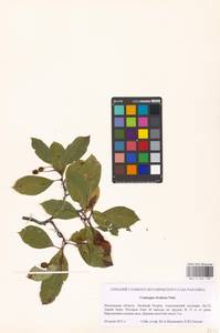 Crataegus rivularis Nutt. ex Torr. & A. Gray, Eastern Europe, Moscow region (E4a) (Russia)