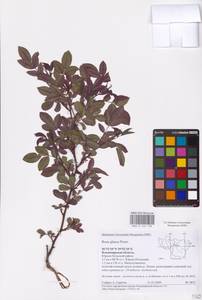 Rosa glauca Pourr., Eastern Europe, Central region (E4) (Russia)