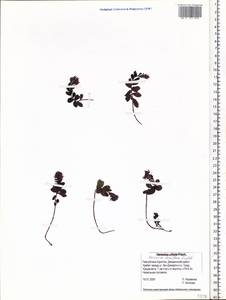 Veronica densiflora Ledeb., Siberia, Baikal & Transbaikal region (S4) (Russia)