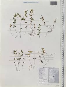 Moehringia lateriflora (L.) Fenzl, Siberia, Chukotka & Kamchatka (S7) (Russia)