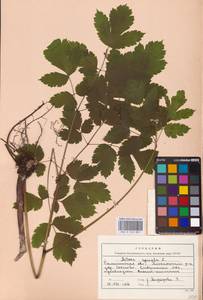 Actaea spicata L., Eastern Europe (no precise locality) (E0)