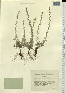 Artemisia compacta Fisch. ex Besser, Siberia, Altai & Sayany Mountains (S2) (Russia)