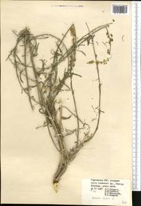 Reseda lutea L., Middle Asia, Pamir & Pamiro-Alai (M2) (Kyrgyzstan)