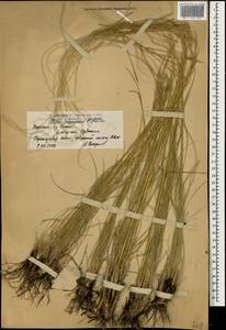 Stipa zalesskii Wilensky, Caucasus, Armenia (K5) (Armenia)