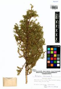 Juniperus communis L., Siberia, Baikal & Transbaikal region (S4) (Russia)