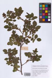 Rosa subcanina (Christ) Dalla Torre & Sarnth., Eastern Europe, Moscow region (E4a) (Russia)