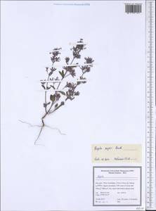 Nepeta meyeri Benth., South Asia, South Asia (Asia outside ex-Soviet states and Mongolia) (ASIA) (Iran)