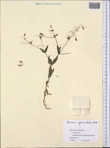 Gypsophila vaccaria (L.) Sm., Middle Asia, Pamir & Pamiro-Alai (M2) (Uzbekistan)