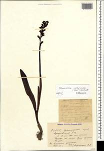 Steveniella satyrioides (Spreng.) Schltr., Caucasus, Krasnodar Krai & Adygea (K1a) (Russia)