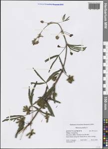 Mimosa pudica L., South Asia, South Asia (Asia outside ex-Soviet states and Mongolia) (ASIA) (China)