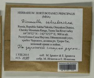 Aongstroemia schreberiana (Hedw.) Bonfim Santos & Fedosov, Bryophytes, Bryophytes - Yakutia (B19) (Russia)