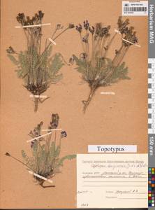 Oxytropis darpirensis Jurtzev & A.P.Khokhr., Siberia, Yakutia (S5) (Russia)