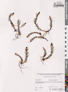 Myriophyllum sibiricum Kom., Siberia, Chukotka & Kamchatka (S7) (Russia)