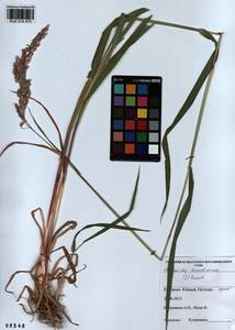 Phalaris arundinacea L., Siberia, Altai & Sayany Mountains (S2) (Russia)