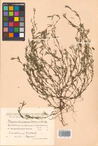 Polygonum tenuissimum A. I. Baranov & Skvortsov ex Vorosch., Siberia, Russian Far East (S6) (Russia)