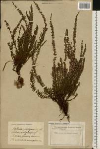 Calluna vulgaris (L.) Hull, Eastern Europe, Latvia (E2b) (Latvia)