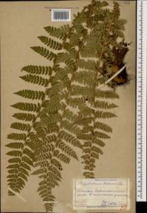 Polystichum braunii (Spenn.) Fée, Caucasus, Dagestan (K2) (Russia)