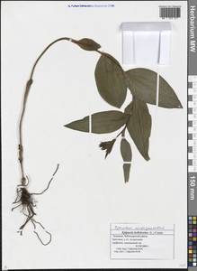 Epipactis helleborine (L.) Crantz, Eastern Europe, Middle Volga region (E8) (Russia)