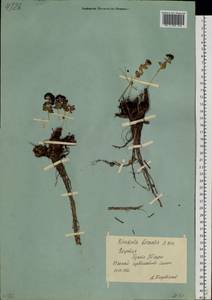 Rhodiola rosea L., Siberia, Yakutia (S5) (Russia)