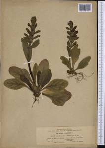 Ajuga pyramidalis L., Western Europe (EUR) (Poland)