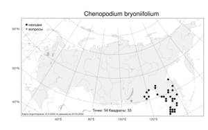 Chenopodium bryoniifolium Bunge, Atlas of the Russian Flora (FLORUS) (Russia)