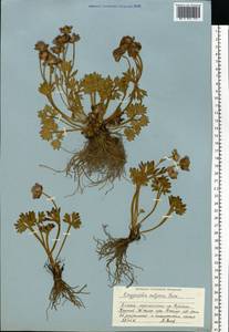Ranunculus glacialis L., Eastern Europe, Northern region (E1) (Russia)