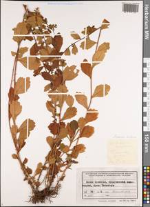 Artemisia koidzumii Nakai, Siberia, Russian Far East (S6) (Russia)
