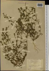 Corispermum crassifolium Turcz., Siberia, Baikal & Transbaikal region (S4) (Russia)
