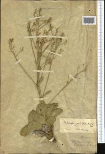 Lepidium pavlovii Al-Shehbaz & Mumm., Middle Asia, Western Tian Shan & Karatau (M3) (Kazakhstan)