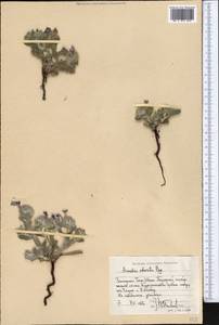 Arnebia obovata Bunge, Middle Asia, Western Tian Shan & Karatau (M3) (Uzbekistan)