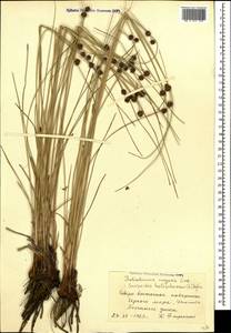 Scirpoides holoschoenus (L.) Soják, Caucasus, Krasnodar Krai & Adygea (K1a) (Russia)