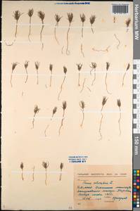 Pinus sylvestris L., Siberia, Baikal & Transbaikal region (S4) (Russia)