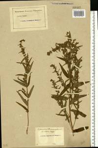 Artemisia dracunculus L., Eastern Europe, Rostov Oblast (E12a) (Russia)
