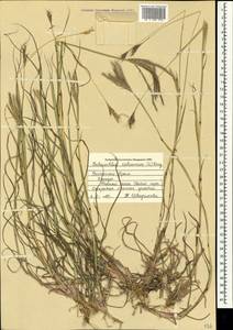 Bothriochloa ischaemum (L.) Keng, Crimea (KRYM) (Russia)