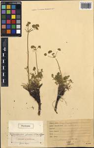 Aulacospermum plicatum Pimenov & Kljuykov, Middle Asia, Northern & Central Tian Shan (M4) (Kyrgyzstan)