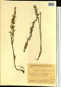 Artemisia macrantha Ledeb., Eastern Europe, Eastern region (E10) (Russia)